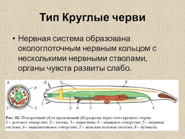 Тип Круглые черви Нервная система образована окологлоточным нервным кольцом с