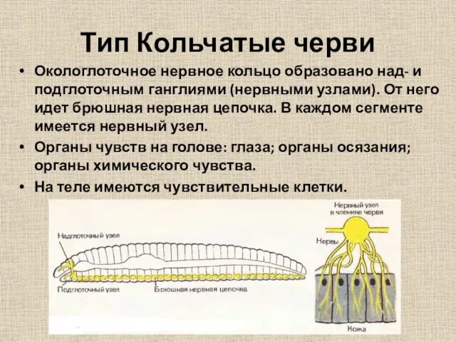 Тип Кольчатые черви Окологлоточное нервное кольцо образовано над- и подглоточным