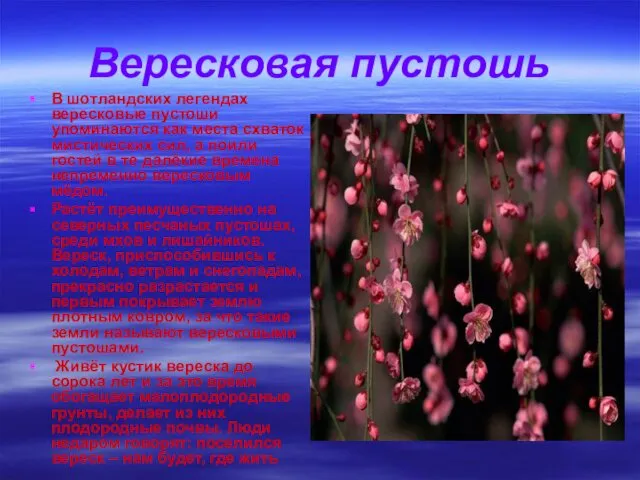 Вересковая пустошь В шотландских легендах вересковые пустоши упоминаются как места