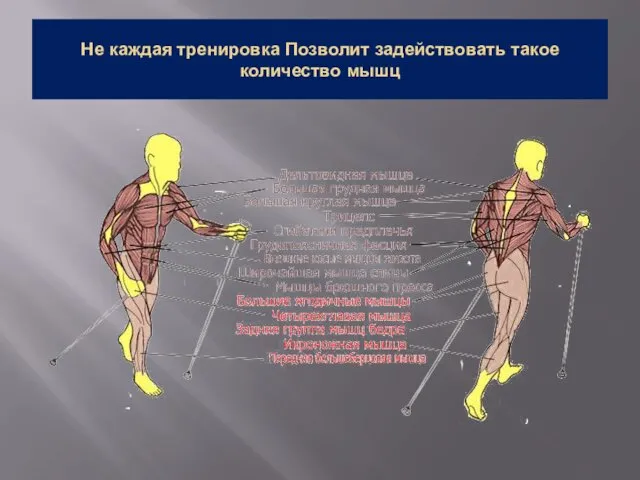 Не каждая тренировка Позволит задействовать такое количество мышц