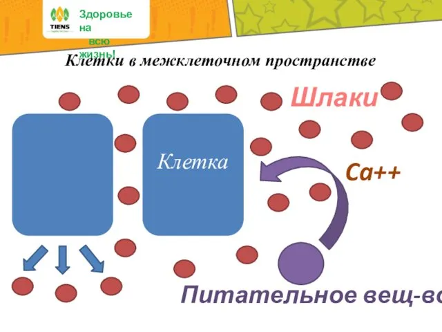 Здоровье на всю жизнь! Питательное вещ-во Ca++ Шлаки Клетка Клетки в межклеточном пространстве