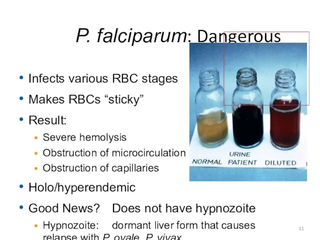 P. falciparum: Dangerous Infects various RBC stages Makes RBCs “sticky”