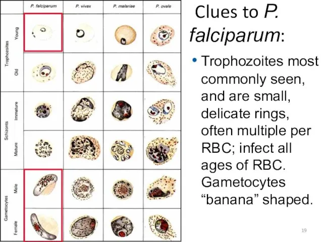 Clues to P. falciparum: Trophozoites most commonly seen, and are