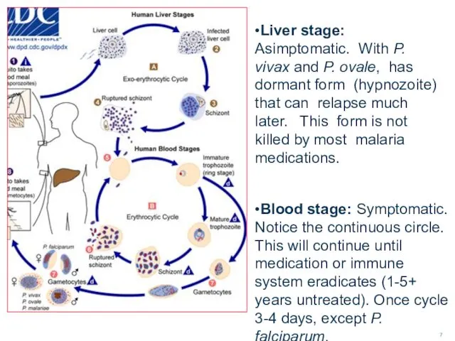 •Liver stage: Asimptomatic. With P. vivax and P. ovale, has