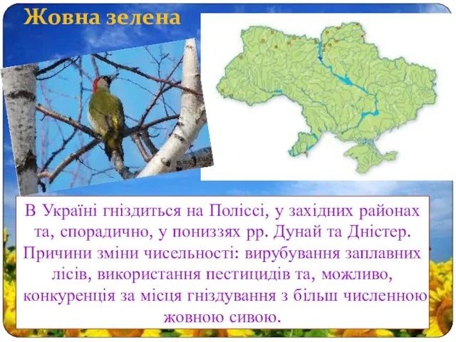 В Україні гніздиться на Поліссі, у західних районах та, спорадично,