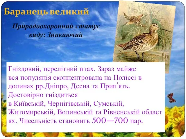 Баранець великий Гніздовий, перелітний птах. Зараз майже вся популяція сконцентрована