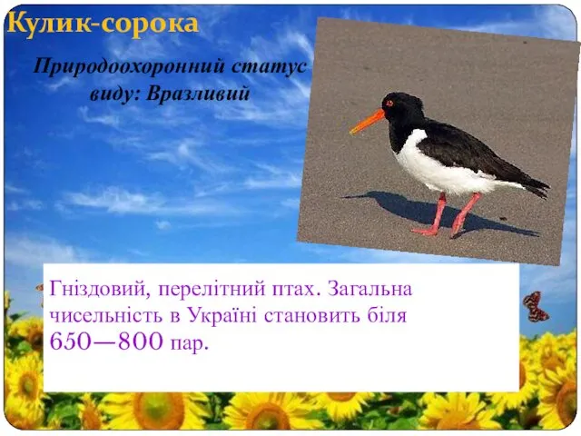 Кулик-сорока Гніздовий, перелітний птах. Загальна чисельність в Україні становить біля 650—800 пар. Природоохоронний статус виду: Вразливий