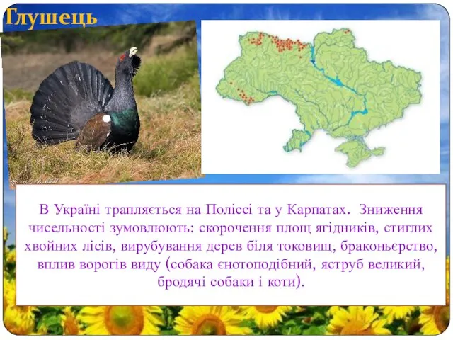 Глушець В Україні трапляється на Поліссі та у Карпатах. Зниження