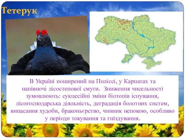 Тетерук В Україні поширений на Поліссі, у Карпатах та напівночі