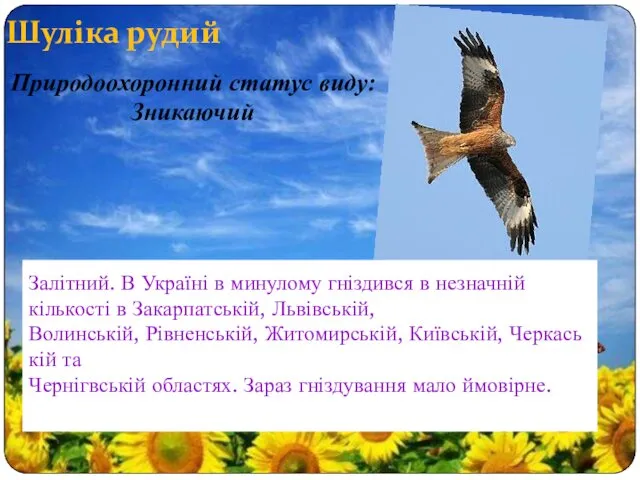 Шуліка рудий Залітний. В Україні в минулому гніздився в незначній