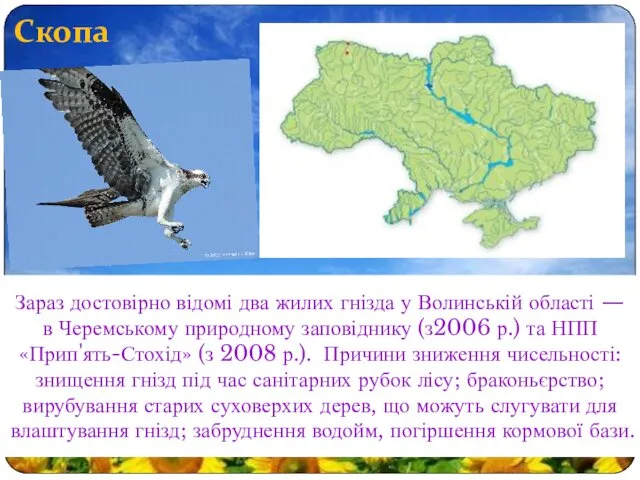 Скопа Зараз достовірно відомі два жилих гнізда у Волинській області