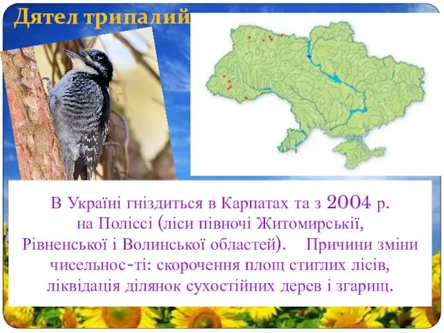 Дятел трипалий В Україні гніздиться в Карпатах та з 2004