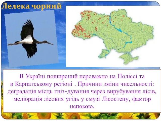 Лелека чорний В Україні поширений переважно на Поліссі та в