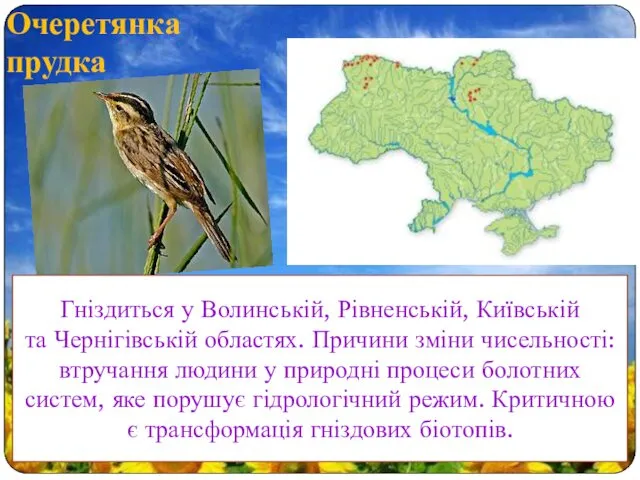 Очеретянка прудка Гніздиться у Волинській, Рівненській, Київській та Чернігівській областях.