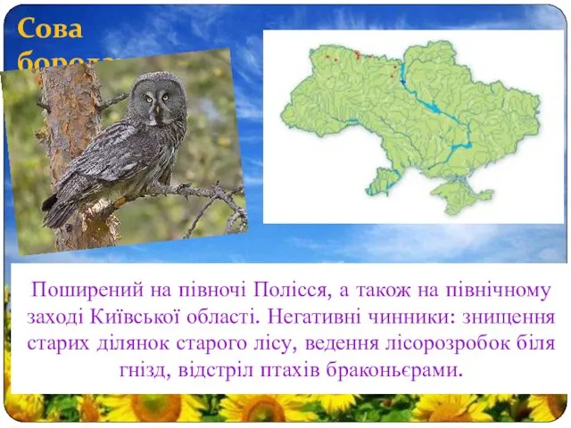 Сова бородата Поширений на півночі Полісся, а також на північному