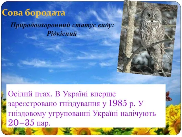 Сова бородата Осілий птах. В Україні вперше зареєстровано гніздування у