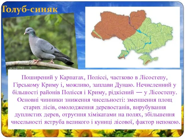 Голуб-синяк Поширений у Карпатах, Поліссі, частково в Лісостепу, Гірському Криму