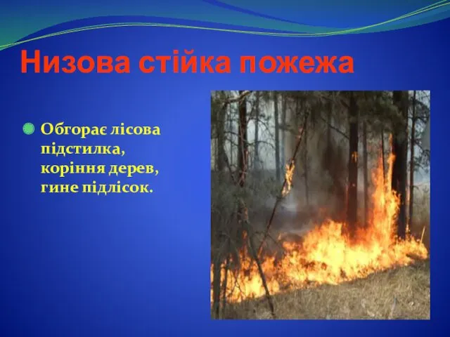 Низова стійка пожежа Обгорає лісова підстилка, коріння дерев, гине підлісок.