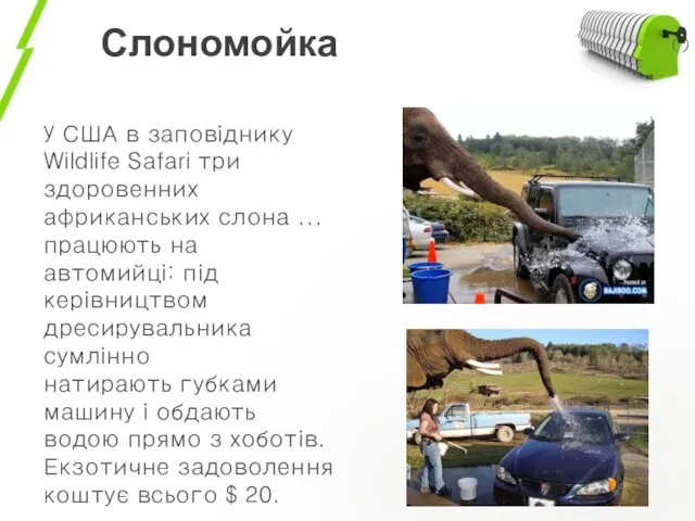 Слономойка У США в заповіднику Wildlife Safari три здоровенних африканських