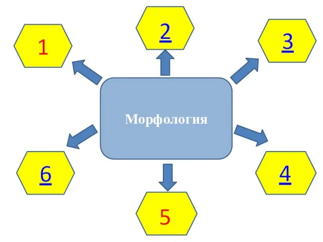 Морфология 6 1 2 3 4 5