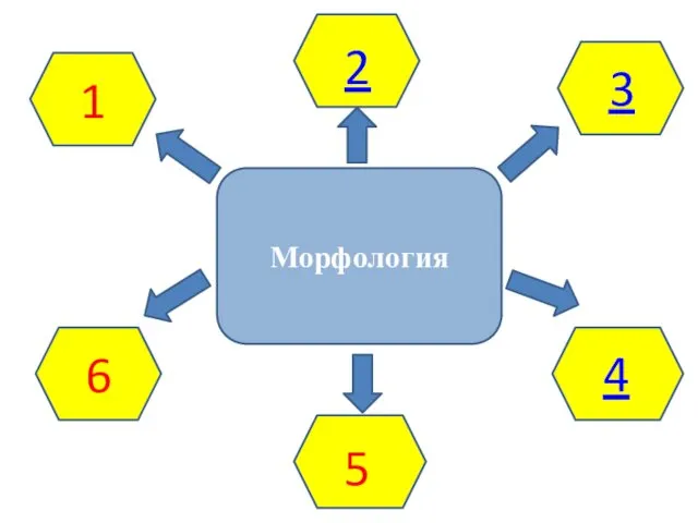 Морфология 6 1 2 3 4 5