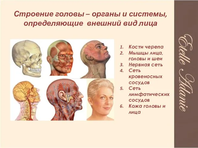 Строение головы – органы и системы, определяющие внешний вид лица