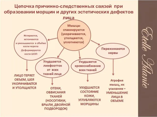 Цепочка причинно-следственных связей при образовании морщин и других эстетических дефектов лица