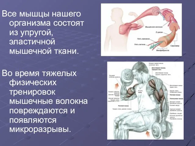 Все мышцы нашего организма состоят из упругой, эластичной мышечной ткани.