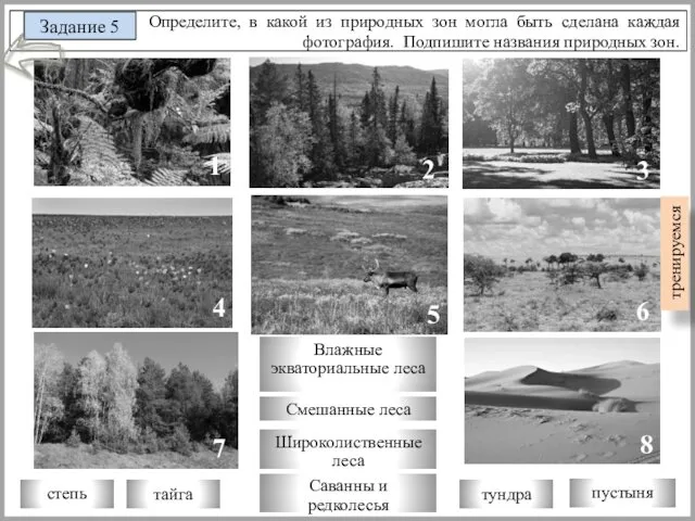 Определите, в какой из природных зон могла быть сделана каждая