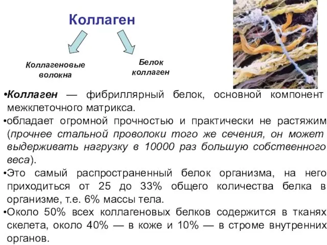 Коллаген — фибриллярный белок, основной компонент межклеточного матрикса. обладает огромной