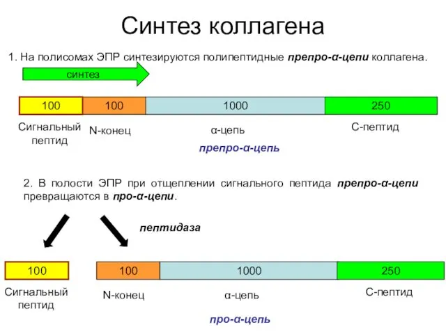 Синтез коллагена 1. На полисомах ЭПР синтезируются полипептидные препро-α-цепи коллагена.