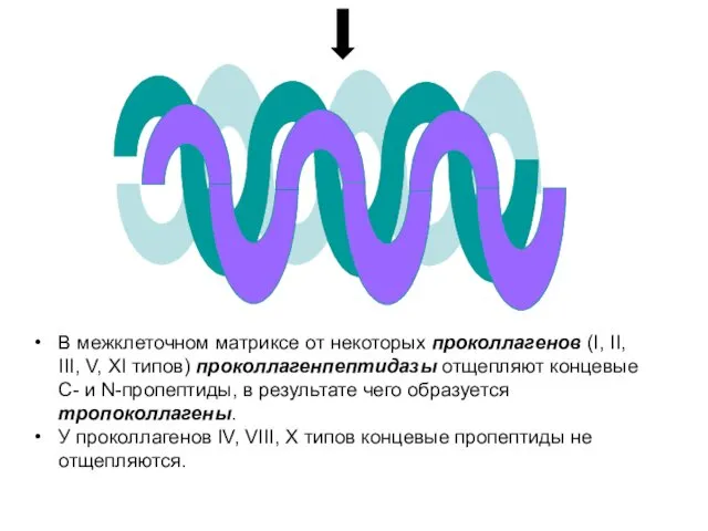 В межклеточном матриксе от некоторых проколлагенов (I, II, III, V,