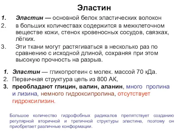 Эластин — основной белок эластических волокон в больших количествах содержится