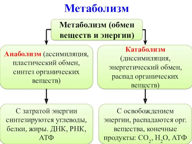 Метаболизм Метаболизм (обмен веществ и энергии) Анаболизм (ассимиляция, пластический обмен,