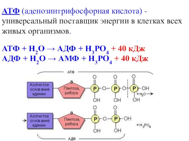 АТФ (аденозинтрифосфорная кислота) - универсальный поставщик энергии в клетках всех