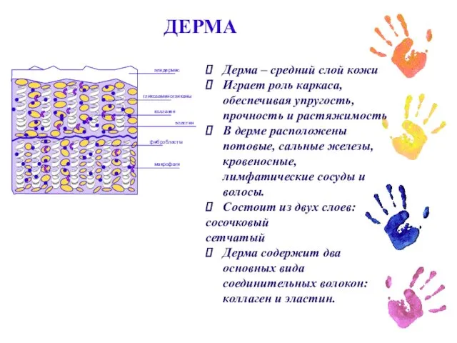 ДЕРМА Дерма – средний слой кожи Играет роль каркаса, обеспечивая