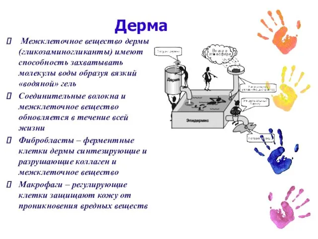 Дерма Межклеточное вещество дермы (гликозаминогликанты) имеют способность захватывать молекулы воды