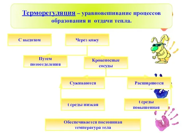 Терморегуляция – уравновешивание процессов образования и отдачи тепла. Через кожу