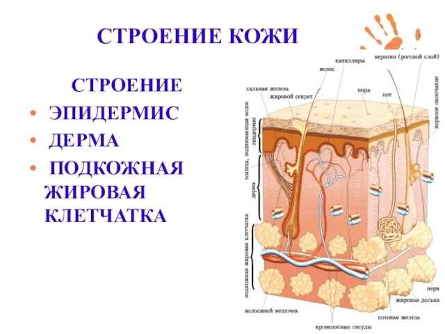 СТРОЕНИЕ КОЖИ СТРОЕНИЕ ЭПИДЕРМИС ДЕРМА ПОДКОЖНАЯ ЖИРОВАЯ КЛЕТЧАТКА