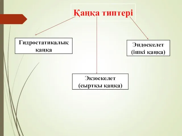 Қаңқа типтері Гидростатикалық қаңқа Эндоскелет (ішкі қаңқа) Экзоскелет (сыртқы қаңқа)