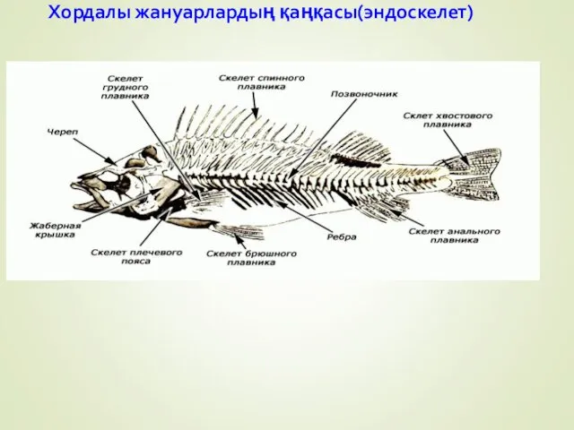 Хордалы жануарлардың қаңқасы(эндоскелет)