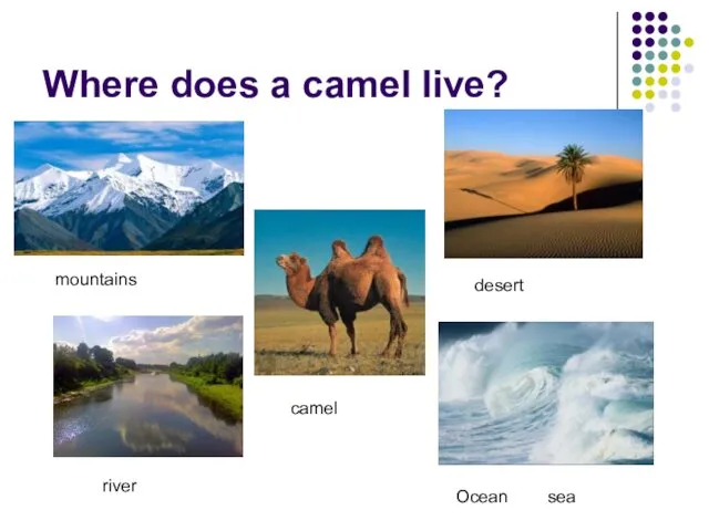 Where does a camel live? camel desert Ocean sea mountains river