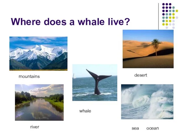 Where does a whale live? whale desert sea ocean mountains river