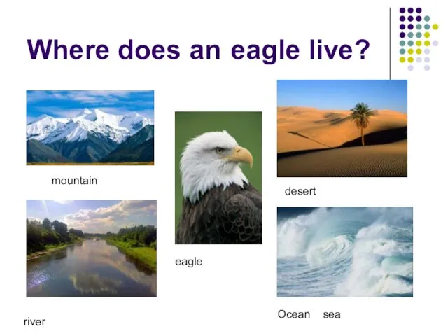 Where does an eagle live? mountain eagle desert river Ocean sea