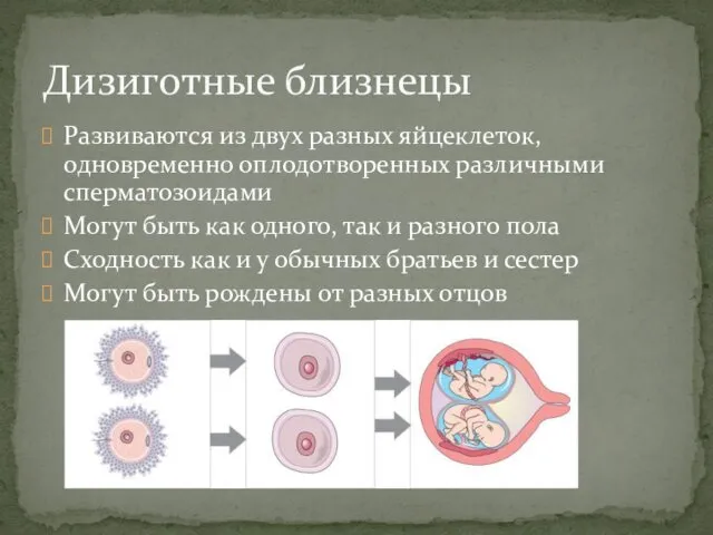 Развиваются из двух разных яйцеклеток, одновременно оплодотворенных различными сперматозоидами Могут