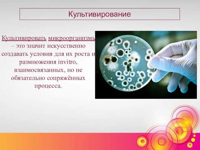 Культивировать микроорганизмы – это значит искусственно создавать условия для их