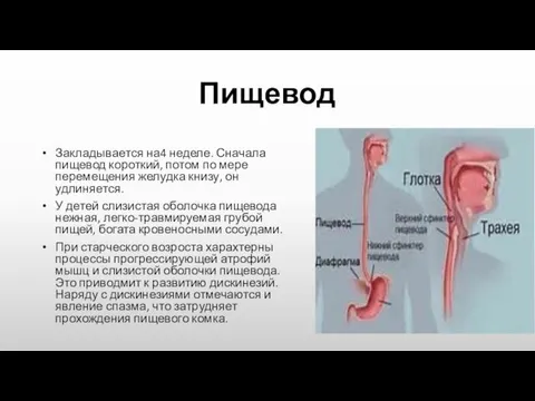 Пищевод Закладывается на4 неделе. Сначала пищевод короткий, потом по мере