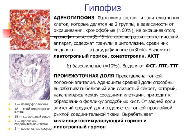 Гипофиз АДЕНОГИПОФИЗ Паренхима состоит из эпителиальных клеток, которые делятся на 2 группы, в