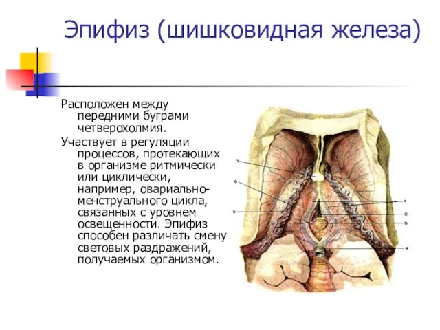 Эпифиз (шишковидная железа) Расположен между передними буграми четверохолмия. Участвует в регуляции процессов, протекающих
