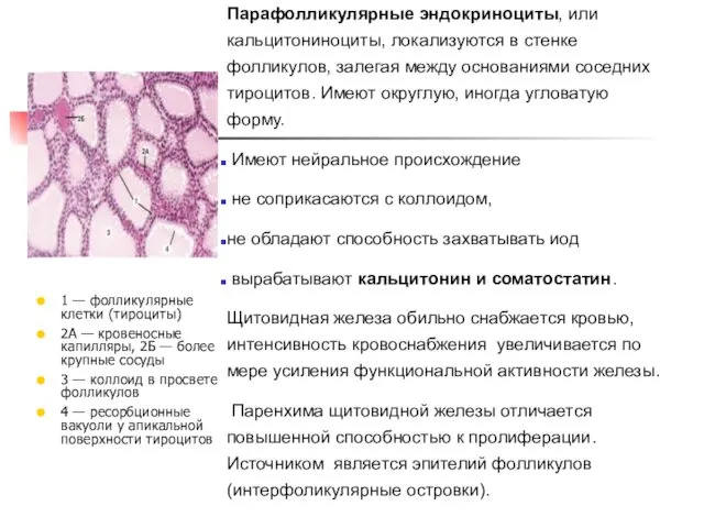 Парафолликулярные эндокриноциты, или кальцитониноциты, локализуются в стенке фолликулов, залегая между основаниями соседних тироцитов.